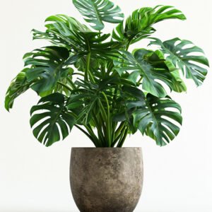 Rose Almond Shower Gel 100 ml